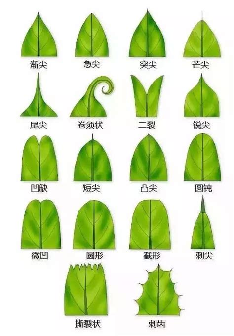 葉子尖尖的植物|認識植物的各種葉子型態：揭開植物形態學的奧。